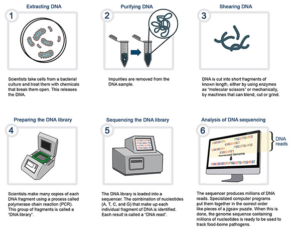 Image – Whole genome sequencing (WGS) a laboratory procedure. Description follows.