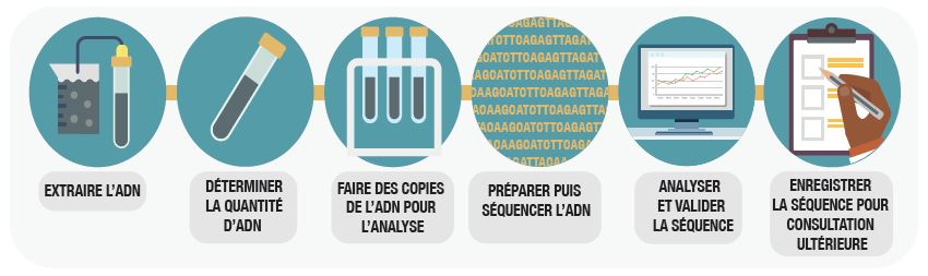 Photo - Voici comment nous créons un code barres d'ADN. Description ci-dessous.