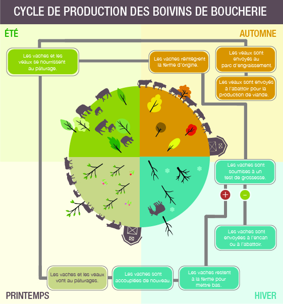 Infographie: Cycle de production des bovins de boucherie. Description ci-dessous.