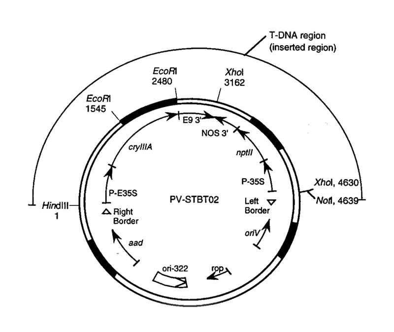 Detailed map of a plasmid vector. Description follows.