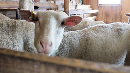 Colleen Acres: Sheep produce