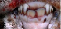 Détermination de l'âge des ovins en utilisant la dentition - Exemple 2: dentition des ovins âgés de 12 mois et plus