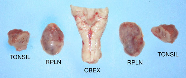Figure 15 -Photos of the obex and the medial retropharyngeal lymph nodes (RPLNs)