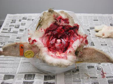Figure 2 – Photo of a sheep head dorsal side down for correct orientation
