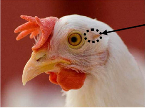 target location for placement (Figure a) of handheld electrical stunning devices on the head of a chicken between eyes and ears to span the brain