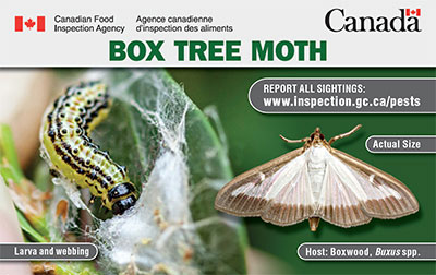 Thumbnail image for plant pest card: Box Tree Moth. Description follows.