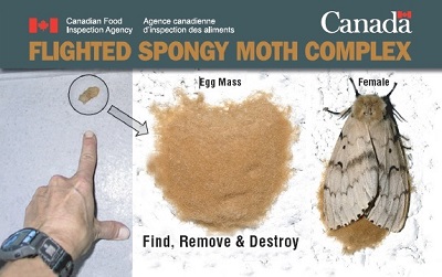 Thumbnail image for plant pest credit card: Flighted spongy moth complex. Description follows.