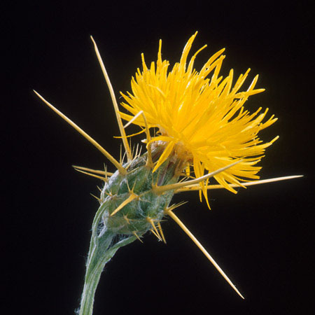 Yellow starthistle flower