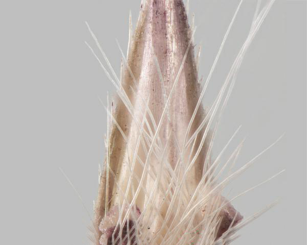 Similar species: Yellow bluestem (Bothriochloa ischaemum) spikelet, showing teeth along sides of bract