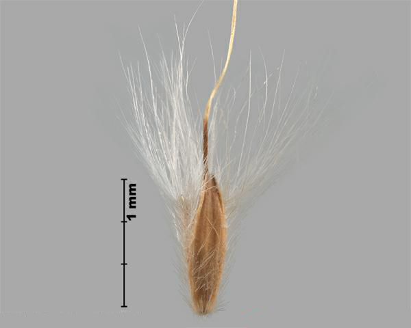 Silver beardgrass (Bothriochloa laguroides) spikelet, exterior
