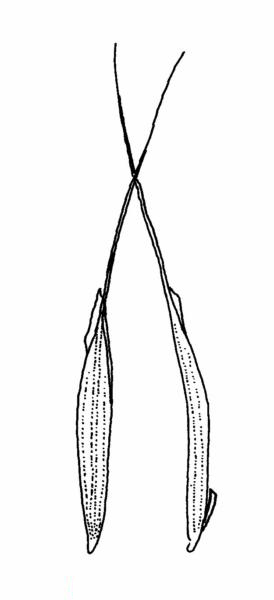 Figure 4 - Brome des toits (Bromus tectorum) fleurons