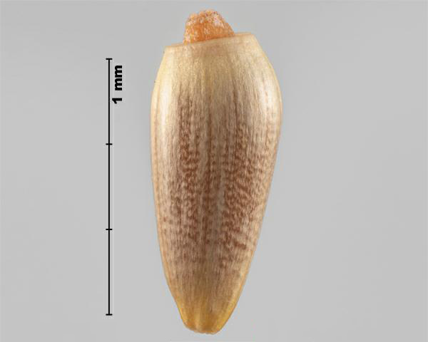 Figure 8 - Similar species: Nodding thistle (Carduus nutans) achene