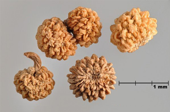 Figure 1 - Gaillet à verrues (Galium verrucosum) schizocarpe et fruits