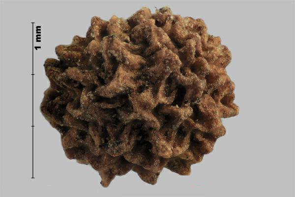 Figure 3 - Gaillet à verrues (Galium verrucosum) fruit, la face extérieur