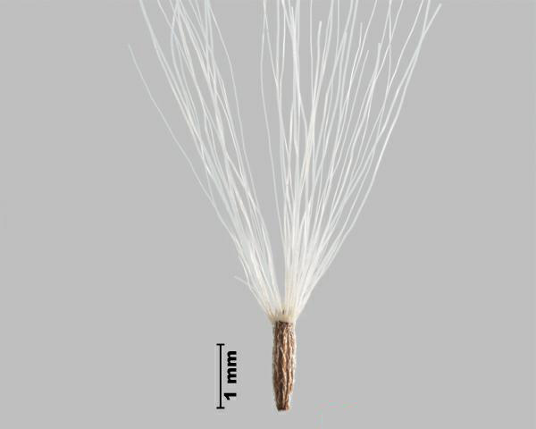 Figure 1 - Inule des fleuves (Inula britannica) akène avec pappus