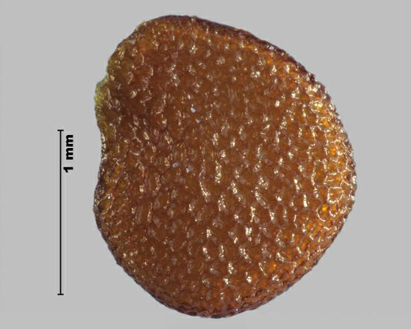 Figure 2 - Apple of Peru (Nicandra physalodes) seed