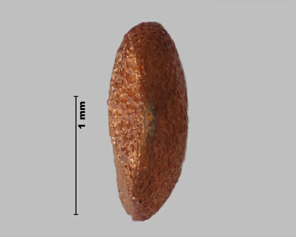Figure 3 - Apple of Peru (Nicandra physalodes) seed, side view