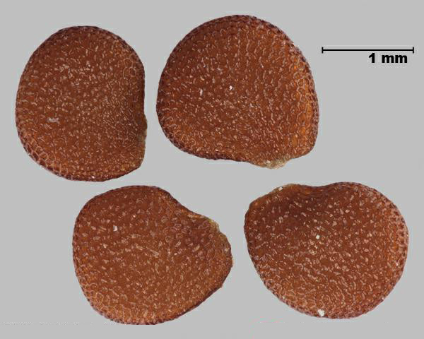 Figure 1 - Apple of Peru (Nicandra physalodes) seeds
