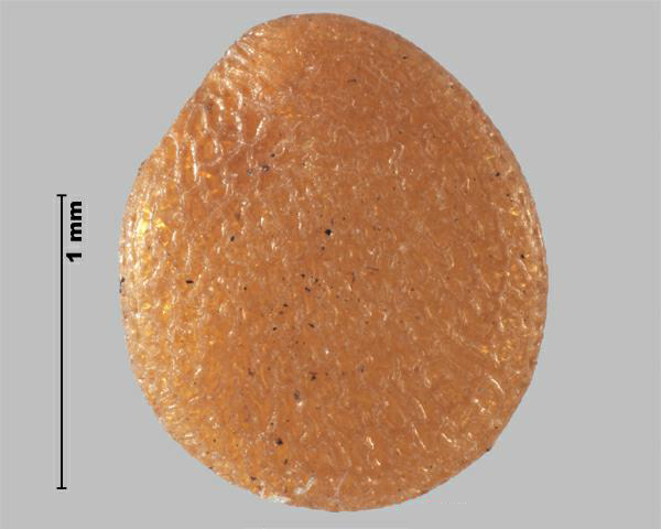 Figure 5 - Similar species: Husk tomato (Physalis pubescens) seed
