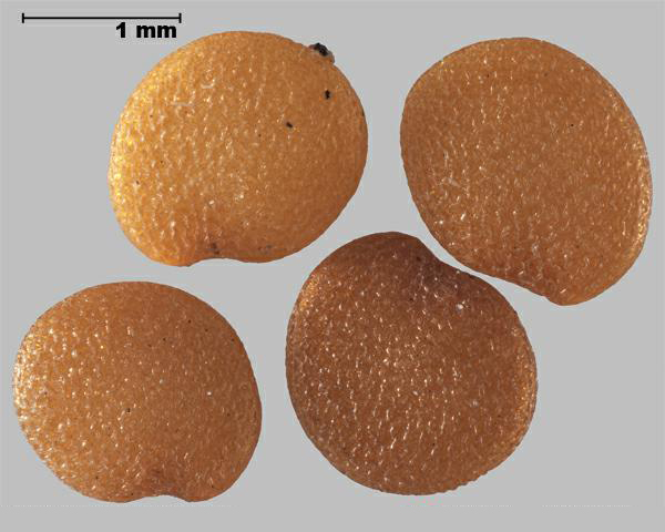 Figure 4 - Similar species: Husk tomato (Physalis pubescens) seeds