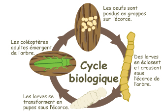 cycle biologique de agrile du frêne