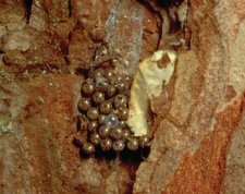 Bark scale removed to reveal naked Lymantria monacha egg mass.