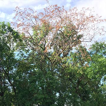Exemple de feuilles enroulées et flétries dans la couronne supérieure d'un arbre infecté par la maladie hollandaise de l'orme. Crédit photo : R. McIntosh, ministère de l'Environnement de la Saskatchewan.