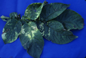 figure 2 - Foliar symptoms (Scottish Agricultural Science Agency) © Crown Copyright