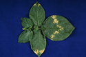 Figure 3 - Foliar symptoms (Scottish Agricultural Science Agency) © Crown Copyright