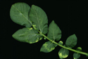 Figure 4 - Foliar symptoms (Scottish Agricultural Science Agency) © Crown Copyright