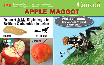 Thumbnail image for plant pest credit card: Apple maggot. Description follows.