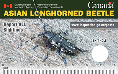 Thumbnail image for plant pest credit card: Asian longhorned beetle. Description follows.