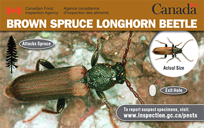 Thumbnail image for plant pest credit card: Brown spruce longhorn beetle. Description follows.