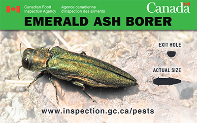 Thumbnail image for plant pest credit card: Emerald ash borer. Description follows.
