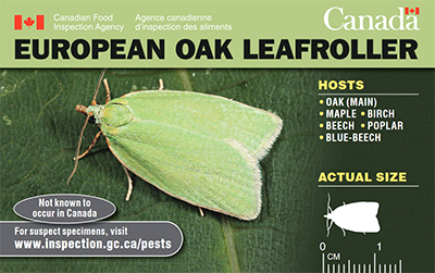 Thumbnail image for plant pest credit card: European oak leafroller. Description follows.