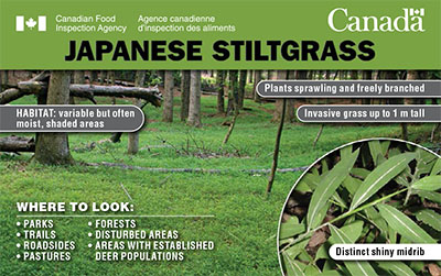 Thumbnail image for plant pest credit card: Japanese stiltgrass. Description follows.