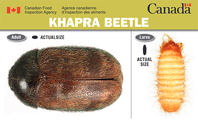 Thumbnail image for plant pest credit card: Khapra beetle. Description follows.