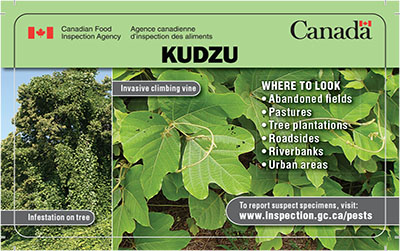 Thumbnail image for plant pest credit card: Kudzu. Description follows.