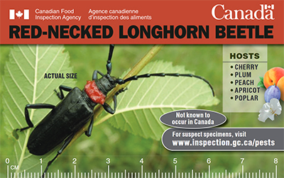 Thumbnail image for plant pest credit card: Red-necked longhorn beetle. Description follows.
