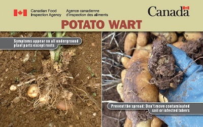 Thumbnail image for plant pest credit card: Potato wart. Description follows.