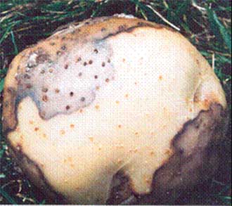 4 | Tuber soft rot - external Pectobacterium carotovorum subsp.  carotovorum. Description follows.