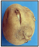 Picture 54 - ingrown sprout. Description follows.