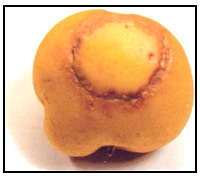 Picture 67 - Potato Virus Y - external symptom. Description follows.
