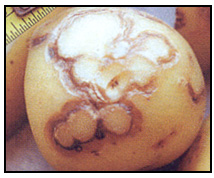 Picture 68 - Potato Virus Y - external symptom. Description follows.