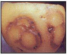 Picture 69 - Potato Virus Y - external symptom. Description follows.