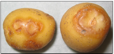 Picture 71 - Potato Virus Y - external symptom. Description follows.