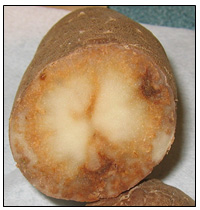 Picture 70 - Potato Virus Y - internal necrosis. Description follows.