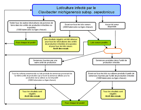 Flow Chart: Clavibacter michiganensis sepedonicus testing once it has been detected on a seed potato farm unit. Description follows.