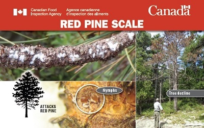Thumbnail image for plant pest credit card: Red pine scale. Description follows.