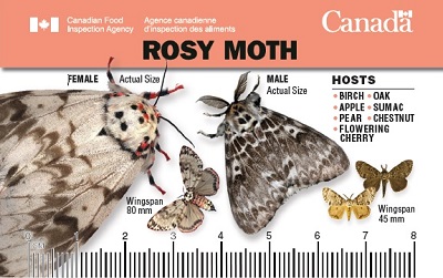 Thumbnail image for plant pest credit card: Rosy moth. Description follows.